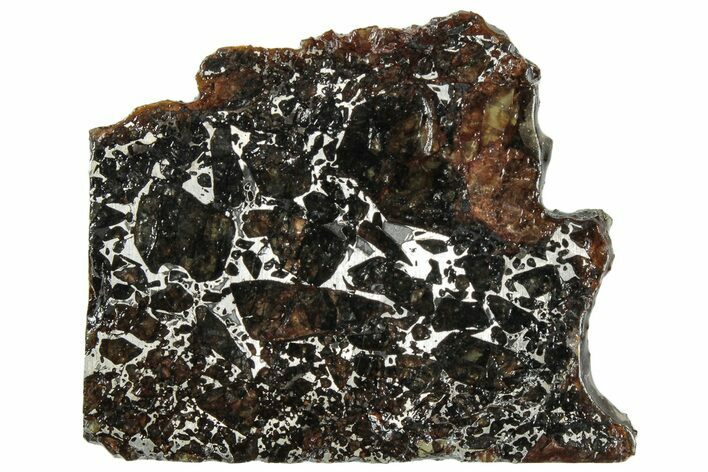 Polished Admire Pallasite Meteorite ( g) Slice - Kansas #307339